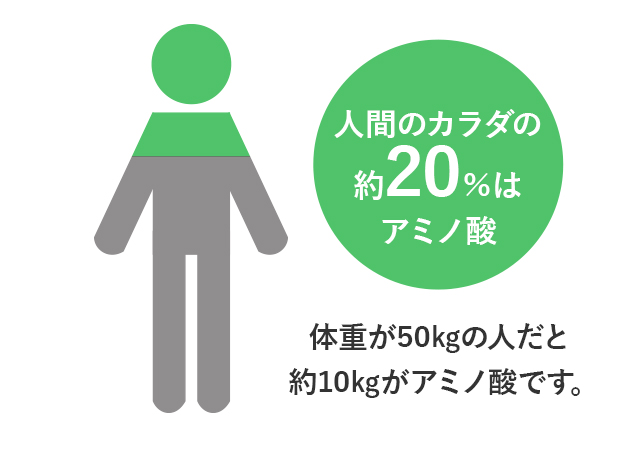 人間の身体の約20％はアミノ酸