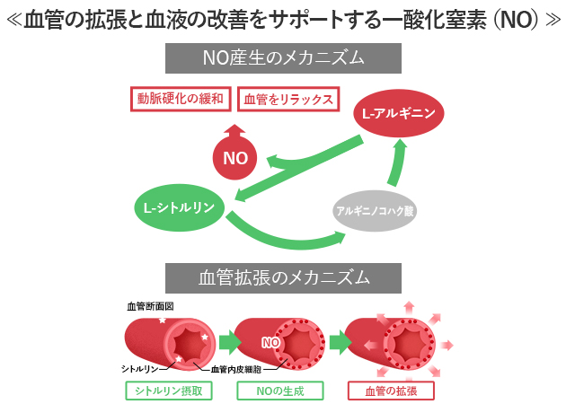 血管の拡張と血液の改善サポートをする一酸化窒素