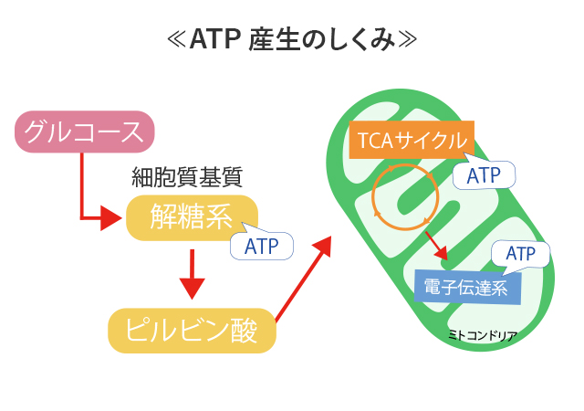 ATP産生のしくみ