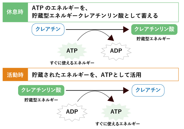 ATP産生のしくみ