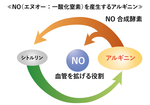 NOを産生するアルギニン