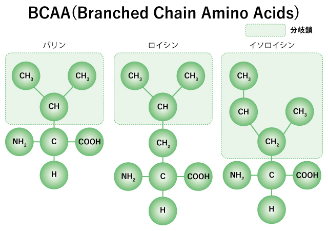 BCAA(Branched Chain Amino Acids)