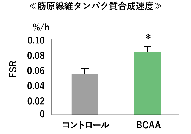 筋原線維タンパク質合成速度