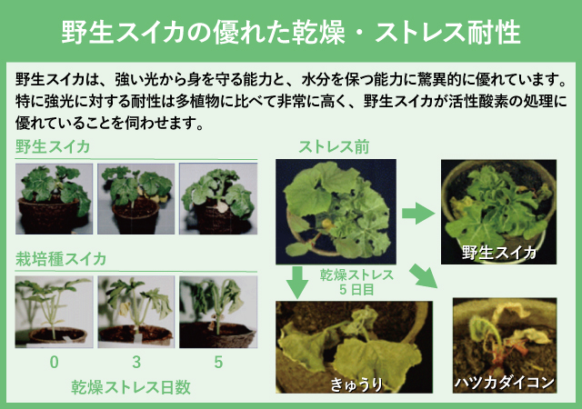 野生スイカの優れた乾燥・ストレス耐性