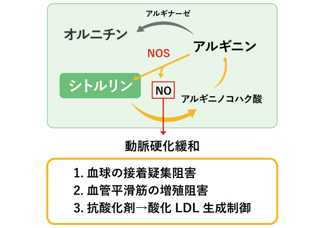 シトルリン 効果 期間