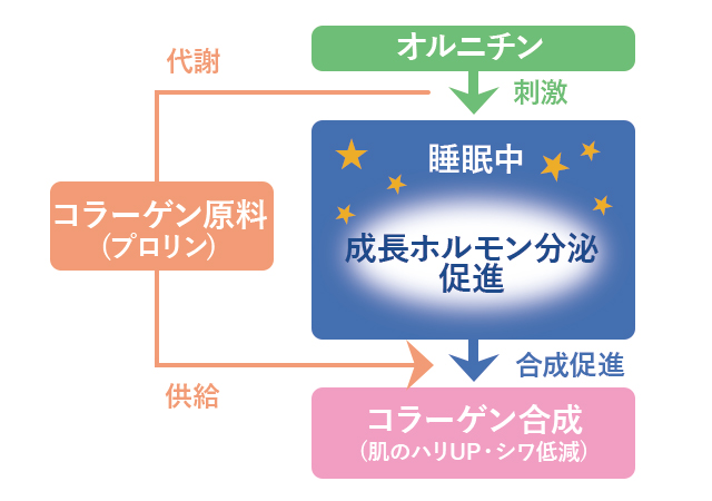 オルニチンの効果 06 疲れ肌の改善 協和発酵バイオの健康成分研究所