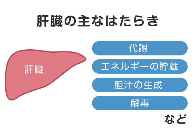 肝臓の主なはたらき