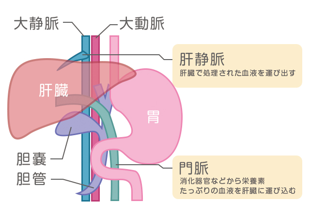 重要な臓器 肝臓 の役割とは 協和発酵バイオの健康成分研究所