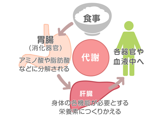 重要な臓器 肝臓 の役割とは 協和発酵バイオの健康成分研究所