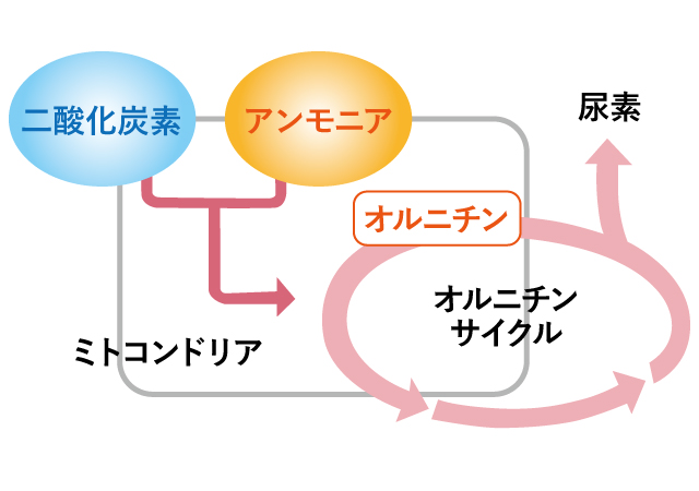 身体の中のオルニチンサイクル