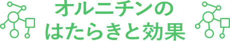 オルニチンのはたらきと効果