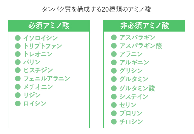 タンパク質を構成する20種類のアミノ酸