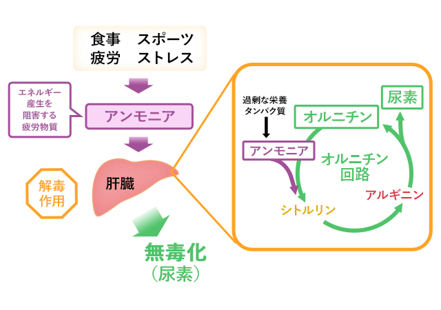 ヒトコラーゲン構成アミノ酸